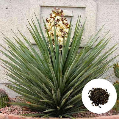Obrázek produktu pro Semena Yucca Torreyi - balení 5 ks - Mrazuvzdorná do -15 °C - Juka Torreyova