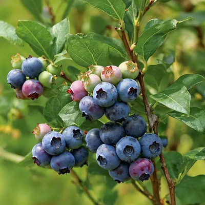 Immagine prodotto di Mirtillo americano Spartan (Vaccinium corymbosum) - 2 piante - Resistente al freddo e perenne - Piante vere provenienti dall'Olanda - senza semi, senza bulbi, non artificiali