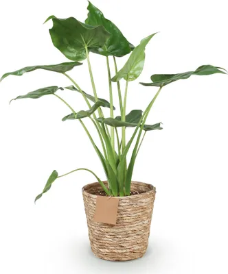 Obrázek produktu pro Alocasia cucullata „Buddha-Hand“ 65–70 cm, 21 cm, v košíku – exotická pokojová rostlina