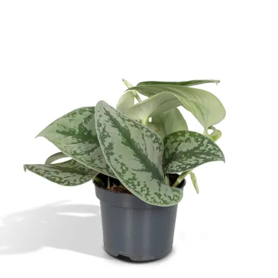 Produktbild von Meergroothandel Scindapsus Pictus Trebie (Epipremnum) - 15 cm, Ø12 cm