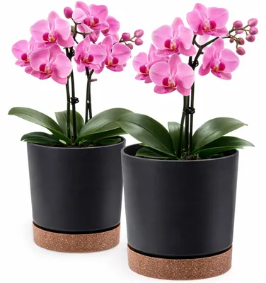 Productafbeelding van Bloempot van kunststof, diameter 24 cm, set van 2, geschikt voor grote en kleine planten