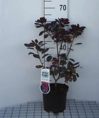 Obrázok produktu pre Cotinus cogg. 'Royal Purple' - Červený ker 40- 60 cm kontajner