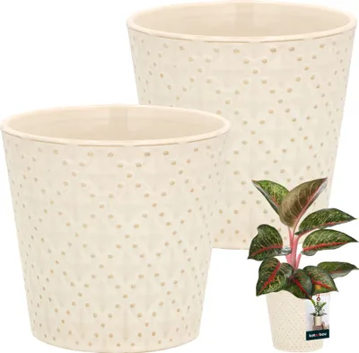 Two cream-colored ceramic plant pots with a textured diamond pattern are shown. A small potted plant with green and red leaves is placed in front of one of the pots.