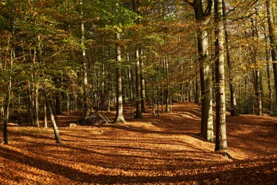 Produktbild von hansepuzzle 21855 - Laub-Wald Puzzle, 2000 Teile, Natur, 90,0 x 60,0cm mit hochwertiger Aufbewahrung, Kartonbox und wiederverschließbarem Beutel