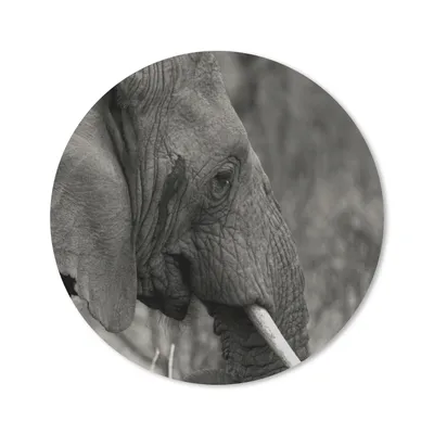Produktbild von MuchoWow® Mauspad Mousepad Elefant - Tiere - Schwarz - Weiß 20x20 cm - Mousepads - Maus Mat - Pad - Mausunterlage - Schreibtischmatte