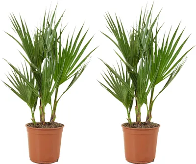 Zdjęcie produktu dla Bloomique - Zestaw 2 sztuk - Washingtonia Robusta - Meksykańska palma wachlarzowata - Palma mrozoodporna - Rośliny ogrodowe - 50-60 cm wysokości - Doniczka 14 cm