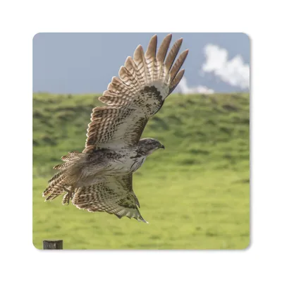 Produktbild von MuchoWow® Mauspad Mousepad Ein Bussard mit ausgebreiteten Flügeln 30x30 cm - Mousepads - Maus Mat - Pad - Mausunterlage - Gaming