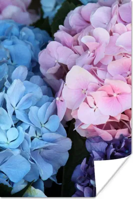 Produktbild von MuchoWow® Poster Blumen - Strauch - Hortensie - Botanisch 60x90 cm - Wanddekoration
