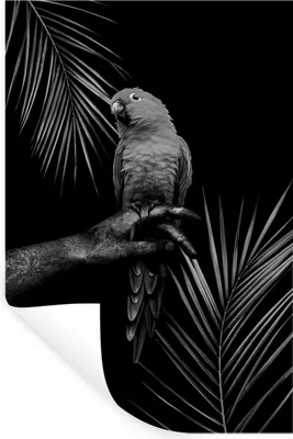 Produktbild von MuchoWow® Wandtattoo Wandsticker Wandaufkleber Tropischer Vogel vor schwarzem Hintergrund - schwarz und weiß 80x120 cm Selbstklebend und Repositionierbar - Repositionierbar - Wasser abweisend