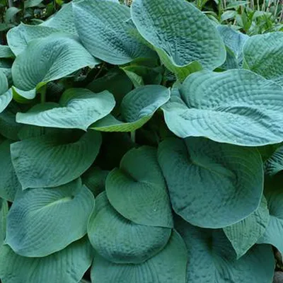 Immagine prodotto di 6 x Grande blu-grigio  - Hosta 'Big Daddy'  | Vaso 9 cm x 9 cm
