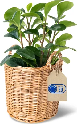 Immagine prodotto di Creative Home Cesto in Vimini con Manici Chiaro | 26 x 26 x 30 cm | Intrecciato a Mano | Vaso di Fiori, per Riporre | per Frutta, Bucato | Naturale