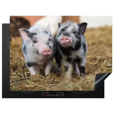 Produktbild von KitchenYeah© Herdabdeckplatte Schwein - Tiere - Ferkel , 70x52cm, Küche Deko, Glaskeramikkochfeld Herdabdeckung, Abdeckplatte fùr Kochfeld