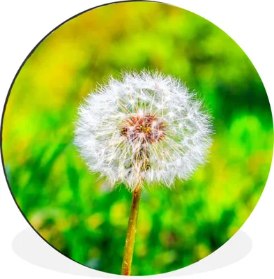 Produktbild von MuchoWow® Aluminium Wandkreis Löwenzahn - Gras - Blume Ø 60 cm Wanddeko Modern Wohnzimmer - Wand Kreis - Wandbild - Schlafzimmer - Aluminium Bild - Kinderzimmer - Wohnzimmer Dekoration - Wandschmuck