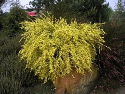 Produktbild von Cytisus praecox Allgold - Ginster Allgold - 40-60