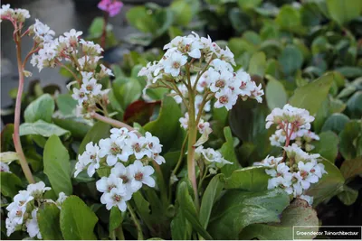 Zdjęcie produktu dla 6 x Bergenia hybr. 'Bressingham White' - roślina Cobbler w doniczce 9x9 cm