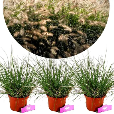 Obrázek produktu pro Sada 3 kusů lipnicovitých trav - Pennisetum alopecuroides 'Hameln' - výška 40 cm - květináč 2 l