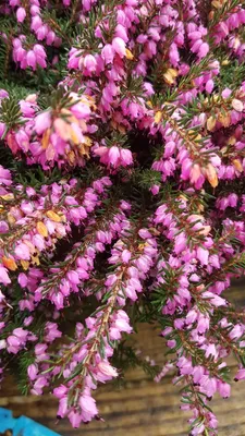 Image de Erica X darleyensis 'Rouge' / Bruyère d'hiver rouge rosée