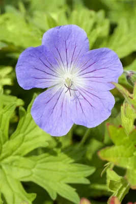 Produktbild von Geranium pratense 'Johnson's Blue', Storchschnabel, blau, ca. 9x9 cm Topf