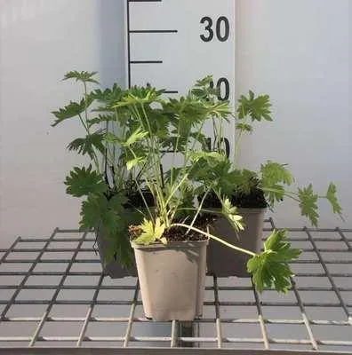 Immagine prodotto di 6 x Delphinium (b) 'Casa Blanca' - Delphinium - Vaso 9 x 9 cm