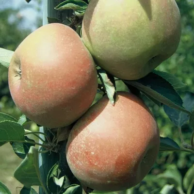 Produktbild von Holsteiner Cox Herbstapfel Zwergbaum Topfballen M9