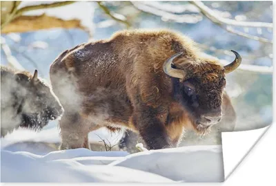 Produktbild von MuchoWow® Poster Wisente laufen durch den Schnee im Nationalpark Bayerischer Wald 120x90 cm - Wandbild