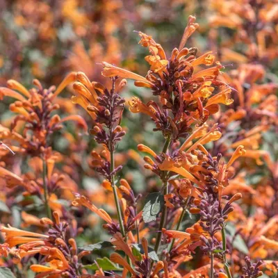 Image de 6 x Agastache hybr. - Agastache hybrida « Fleur » | Pot 9 cm x 9 cm