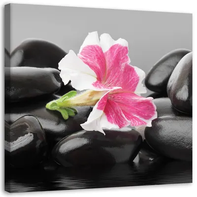 Produktbild von Leinwandbild rosa blume auf steinen 60x60 cm Feeby rosa wandbild bereit zum aufhängen