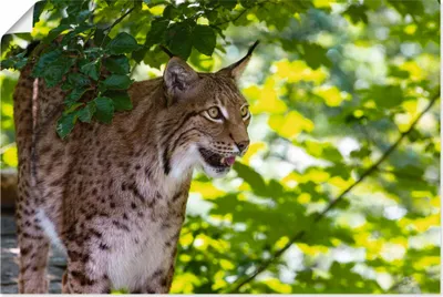 Produktbild von ARTland Poster Ein Luchs im Wald Größe: 90x60 cm