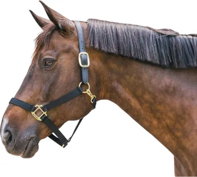 Produktbild von Kentucky Horsewear Halfter Breakaway Nylonhalfter Schwarz Full