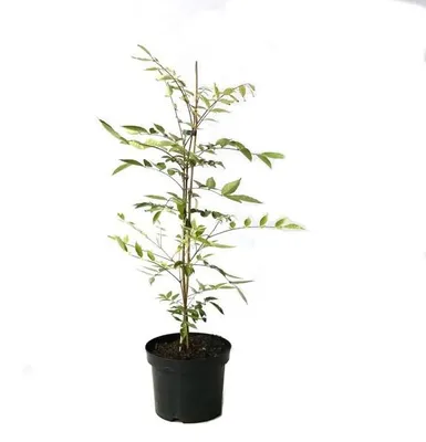 Produktbild von Bienenbaum Euodia hupehensis Tausendblütenstrauch Nektarspender 60-80 cm im 3,5 Liter Topf