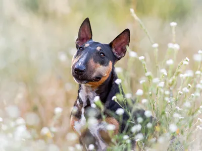 Produktbild von CALVENDO Puzzle Bullterrier sitzt in Sommerblümchen | 1000 Teile Lege-Größe 64x48cm Foto-Puzzle für glückliche Stunden