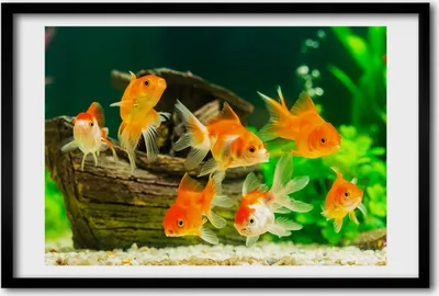 Produktbild von Bild 60x40 MDF-Rahmen, Wandkunst Goldfisch