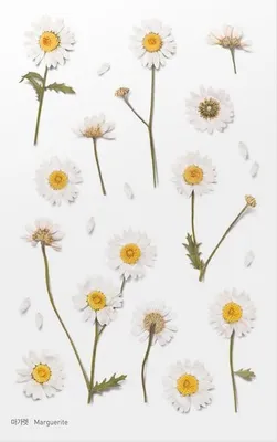 Image de Autocollants décoratifs floraux Marguerite Design