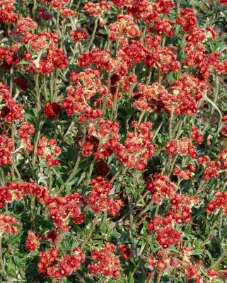 Produktbild von Antennaria dioica 'Rotes Wunder', Katzenpfötchen, rot, ca. 9x9 cm Topf