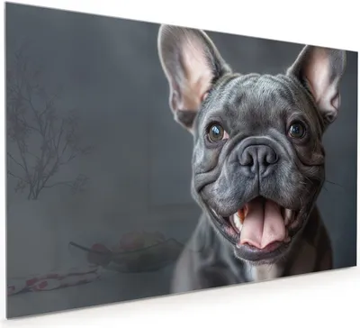 Produktbild von Küchenrückwand Spritzschutz Glas mit Motiv Lachender Hund 40 x 40 cm