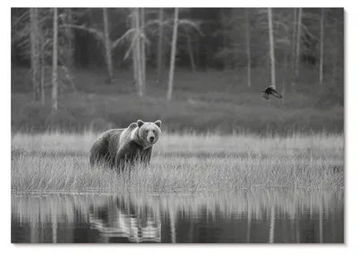 Produktbild von POSTER - 29x21 cm (A4) - Ivara - Bär am Wasser, Schwarz-Weiß-Atmosphäre -  Wandbild für Wohnzimmer Schlafzimmer & Flur, Modernes Poster Wanddeko, Ungerahmt