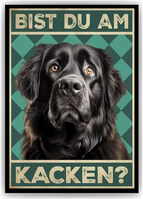Produktbild von Neufundländer - Bist du am Kacken? Hunde Poster Badezimmer Gästebad Wandbild Klo Toilette Dekoration Lustiges Gäste-WC Bild DIN A4 – DIN A4 (21x29.7cm)