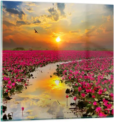 Produktbild von Bilder auf glas - See Blumen - 50x50cm - Glasbilder - Wandbilder - Bilder - Kunstdruck - zum Aufhängen bereit - Wanddekoration aus Glas - Glas Bilder - Wandbild auf Glas - Einteilig - GAC50x50-3769