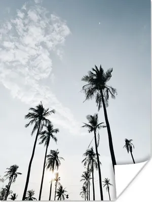 Produktbild von MuchoWow® Poster Palmen - Sommer - Tropisch 90x120 cm - Wohnzimmer
