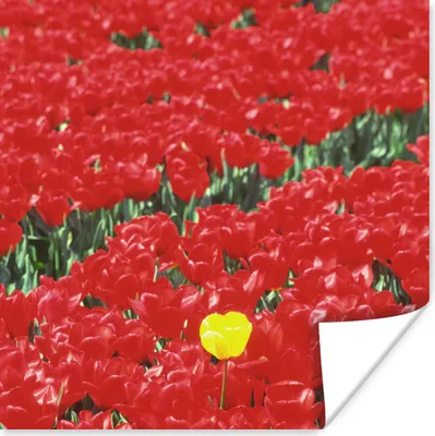 Produktbild von MuchoWow® Poster Ein Feld voller roter Tulpen in den Niederlanden 50x50 cm - Wohnzimmerdekoration