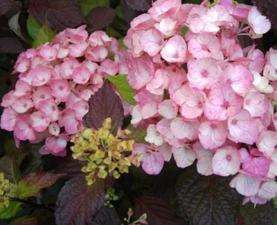 Produktbild von Tellerhortensie Preziosa - Schirmhortensie - Gartenhortensie - Hydrangea serrata Preziosa