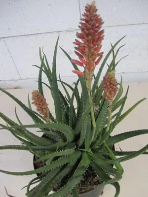 Produktbild von Aloe Safari Sunrise - Garten-Aloe Safari Sunrise - 25-30cm