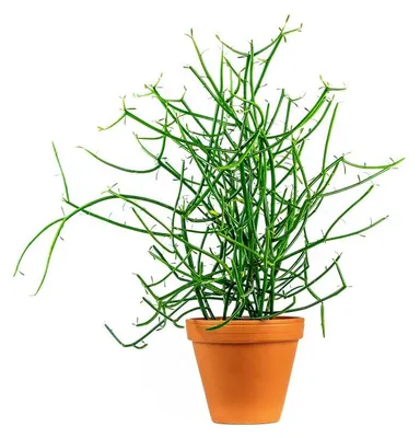 Obrázek produktu pro Gardners Euphorbia tirucalli, průměr 12 cm