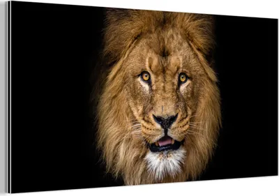 Produktbild von MuchoWow Wanddekoration Metall Metallbild Wandkunst 120x60 cm Löwe - Porträt - Schwarz - Tiere MuchoWow Aluminium Gemälde - Metalbilder