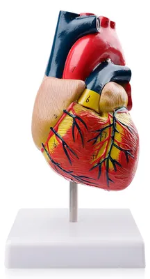 Herzmodell 1:1, PVC-Anatomie-Modell mit 34 Markierungen und Sockel