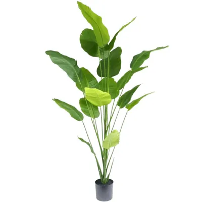 Produktbild von Kunstpflanze Strelitzia 210 cm real touch