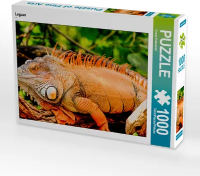Produktbild von CALVENDO Puzzle Leguan | 1000 Teile Lege-Größe 64x48cm Foto-Puzzle für glückliche Stunden