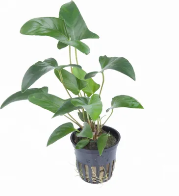 Productafbeelding van Moerings Anubias Gracilis | In 5 cm pot
