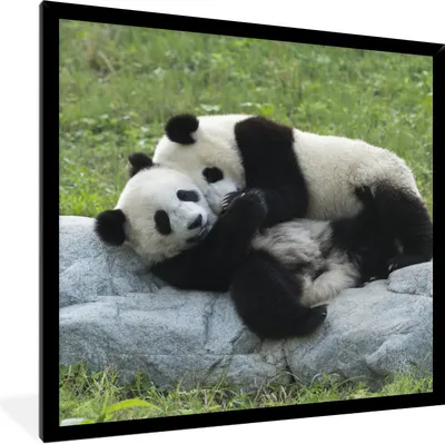 Produktbild von MuchoWow® Gerahmtes Poster Pandas - Gras - Stein 40x40 cm - Poster mit Schwarzem Bilderrahmen Wandposter Rahmen Foto Bilder - Mit Rahmen - Wanddekoration Schlafzimmer