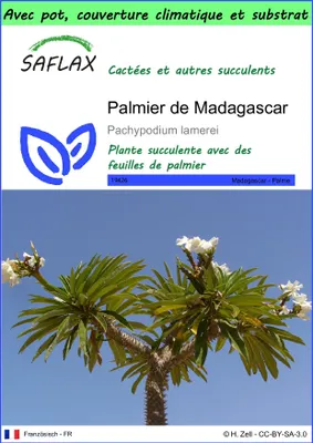 Image de SAFLAX Garden to go - Palmier de Madagascar - 10 graines - Pachypodium